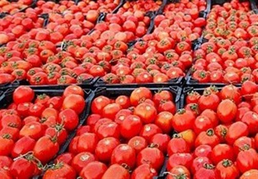 قیمت گوجه فرنگی در استان بوشهر روند نزولی گرفت