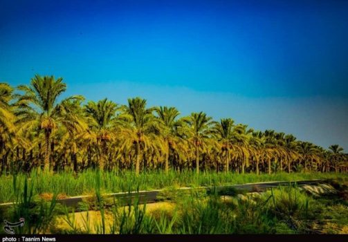 ۱۱۰هزار تن خرما از نخلستان‌های استان بوشهر برداشت می‌شود+تصاویر