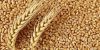 قیمت خرید تضمینی گندم کیلویی ۹۵۰۰ تومان تعیین شد