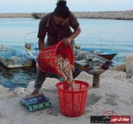 تصاویر دسترنج صیادان بوشهری در مردادماه