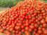 مشکل افزایش تعرفه صادرات گوجه حل می شود