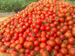 مشکل افزایش تعرفه صادرات گوجه حل می شود