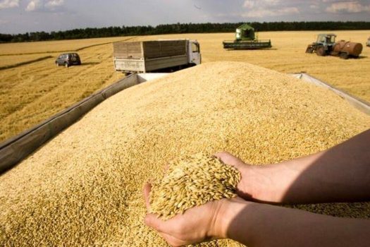 ۵۰۰ میلیون تومان از مطالبه گندمکاران بوشهری به شکل علیالحساب پرداخت شد