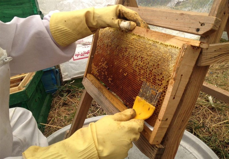۴۰۰ تن عسل در استان بوشهر تولید شد