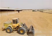 نرخ خرید تضمینی گندم در سال ۹۷ مشخص شد + قیمت