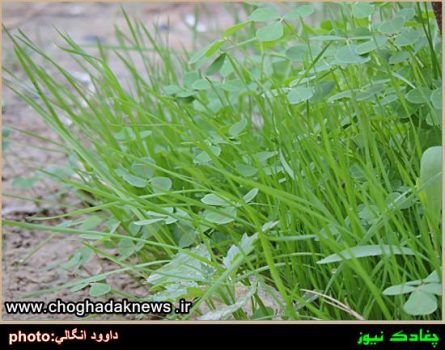 تصاویر پوشش گیاهی خاص و متنوع در شهر چغادک