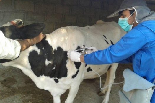 فاز سوم واکسیناسیون رایگان تب برفکی در شهرستان کنگان آغاز شد