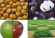 واردات تراریخته مشمول مجوز سازمان تحقیقات جهاد کشاورزی شد