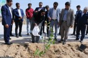 کاشت ۲۰۰۰ اصله نهال نارنج در بوشهر