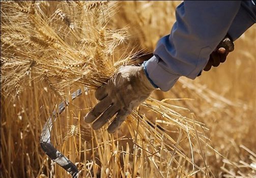 خرید تضمینی گندم آغاز شد؛ دولت هنوز نرخ خرید را تعیین نکرده است