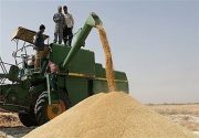۴۲ هزار تن گندم از مزارع استان بوشهر برداشت می‌شود