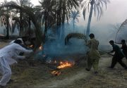 ۹۸۰ اصله نخل آب‌پخش دشتستان دچار طعمه حریق شد