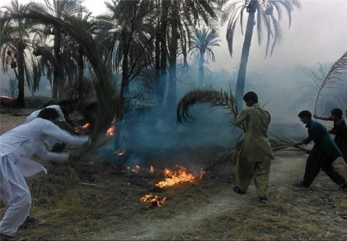 ۹۸۰ اصله نخل آب‌پخش دشتستان دچار طعمه حریق شد