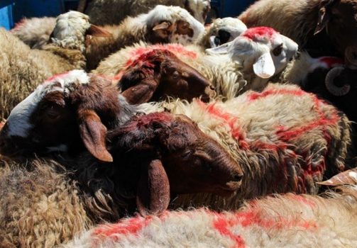۸۰ پایگاه جمعآوری نذورات عید قربان در استان بوشهر ایجاد میشود