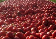۵۶۰ هزار تن گوجه‌فرنگی خارج از فصل در استان بوشهر برداشت می‌شود