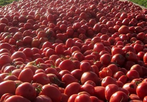 ۵۶۰ هزار تن گوجهفرنگی خارج از فصل در استان بوشهر برداشت میشود