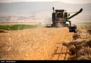 ۱۰۰ هزار تن گندم در استان بوشهر تولید می‌شود