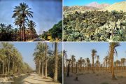 کمبود ۱۱۰ میلیون مترمکعب آب برای آبیاری نخیلات در استان بوشهر