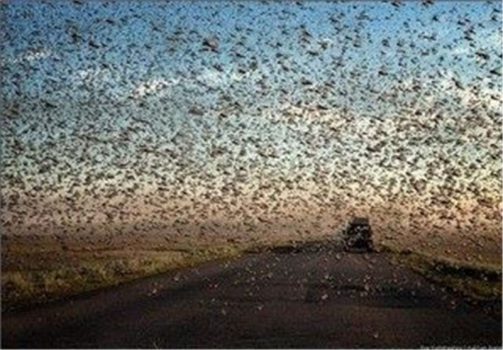 امکانات و تجهیزات مقابله با آفت ملخ‌های صحرایی در استان بوشهر فراهم شد