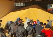 توزیع گسترده برنج، روغن و تخم‏‏‎مرغ با قیمت مصوب/ ۷.۵ میلیون تن ذرت وارد شد