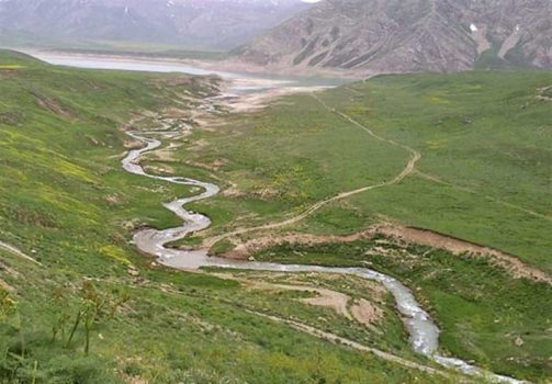 دشت پلنگ دشتی به فرش سبز استان تبدیل می‌شود