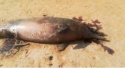 لاشه های سه دلفین در ساحل دیلم پیدا شد
