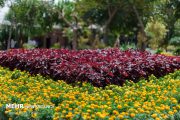 لزوم افزایش ۵ برابری سرانه گل برای هر شهروند