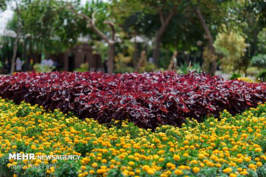 لزوم افزایش ۵ برابری سرانه گل برای هر شهروند