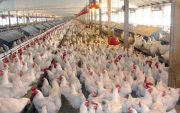 قیمت مرغ در استان بوشهر کنترل شود/ برخورد با مرغداری‌های متخلف