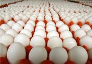 صادرات تخم مرغ آزاد شد/قول دادند بازار داخلی با مشکل مواجه نشود