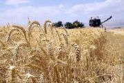 افزایش ۴ برابری تولید گندم در بوشهر/ ۱۴۰ هزار تن برداشت می‌شود