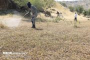 هجوم ملخ‌ها به بخش عمده عرصه‌های مرتعی و جنگلی استان بوشهر