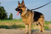 مقابله با سگ گردانی علنی در معابر بوشهر