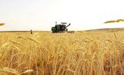 استان بوشهر در تولید گندم به خودکفایی رسید