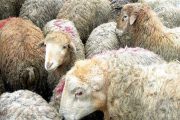 صادرات دام ترکیه به قطر از طریق گمرک بوشهر انجام می‌شود