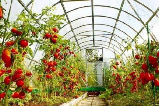 آب گلخانههای استان بوشهر با شیرینسازی آب دریا تامین میشود