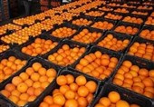 توزیع میوه طرح تنظیم بازار ویژه نوروز در استان بوشهر آغاز شد