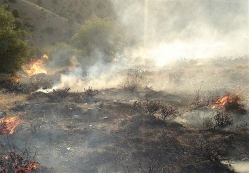 آتش سوزی در مراتع و ارتفاعات دهرود سفلی دشتستان مهار شد