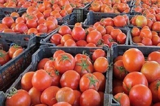 گوجه فرنگی در قطب تولید کم‌یاب شد/ قیمت به‌زودی کاهش می‌یابد
