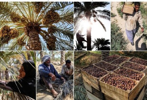سرگذشت تلخ خرمای شیرین استان بوشهر/ سود نخل را دلالان میبرند