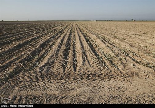 کشت گندم در ۱۰۸هزارهکتار اراضی استان بوشهر آغاز شد