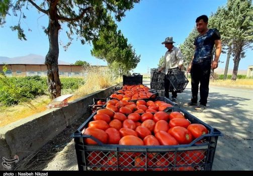 موانع صادرات گوجهفرنگی خارج فصل استان بوشهر برطرف شود
