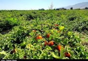 تولید محصول سبزی و صیفی‌جات استان بوشهر به ۹۵۰ هزار تن رسید