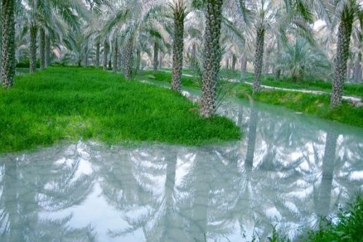 نهایت تعامل در تعیین آببهای کشاورزان استان بوشهر صورت میگیرد