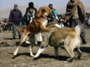 دستگیری برگزارکنندگان مسابقه جنگ سگ‌ها در مازندران