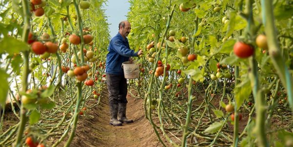 ارزش افزوده کشاورزی سالانه ۸ درصد رشد میکند