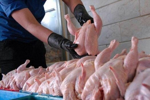 تامین گوشت مرغ مورد نیاز در استان بوشهر/ کمبودی نخواهیم داشت
