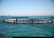 ۲۰۰۰ تن ماهی پرورشی بوشهر وارد بازار می‌شود