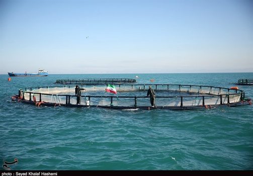 ۲۰۰۰ تن ماهی پرورشی بوشهر وارد بازار می‌شود