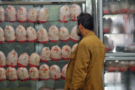 ممنوعیت خروج مرغ زنده از استان بوشهر/ وضعیت توزیع مناسب نیست